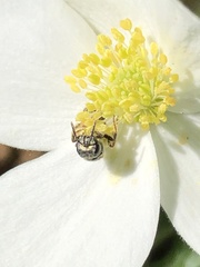 Lasioglossum zephyrus
