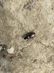 Pterostichus pilosus