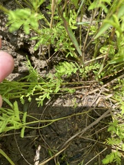 Desmanthus leptolobus