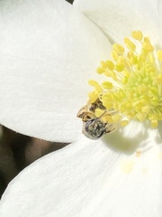 Lasioglossum zephyrus