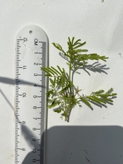 Desmanthus leptolobus