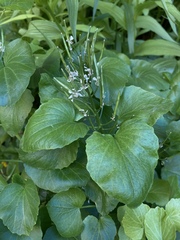 Cardamine cordifolia