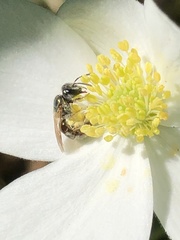 Lasioglossum zephyrus