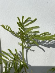 Desmanthus leptolobus