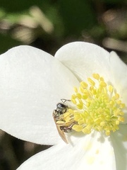 Lasioglossum zephyrus