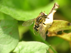 Anasimyia anausis