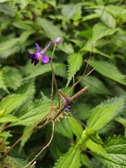 Delphinium anthriscifolium