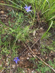 Giliastrum rigidulum