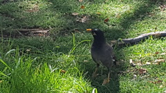 Acridotheres tristis