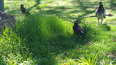 Acridotheres tristis