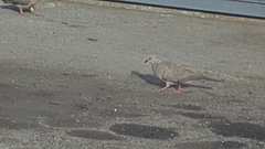 Streptopelia chinensis