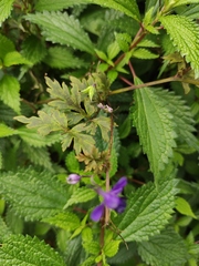 Delphinium anthriscifolium