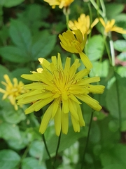 Crepis lampsanoides