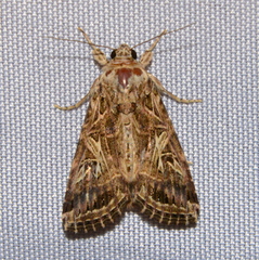 Prodeniini