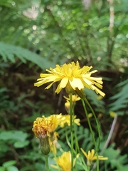 Crepis lampsanoides