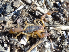 Centruroides baldazoi