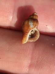 Ocinebrina