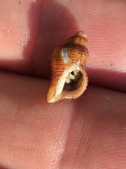 Ocinebrina