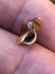 Ocinebrina