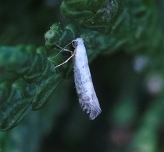 Argyresthia thuiella