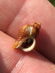 Ocinebrina