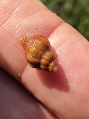 Ocinebrina