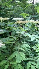 Filipendula ulmaria