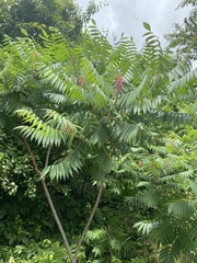 Rhus typhina