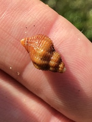 Ocinebrina