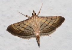 Spilomelini