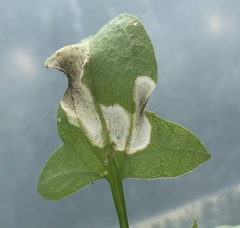 Pegomya bicolor