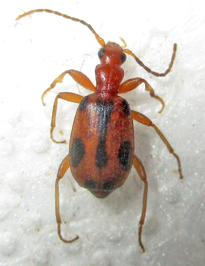 Brachinus leprieuri