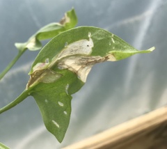 Pegomya bicolor
