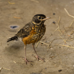 Turdus migratorius