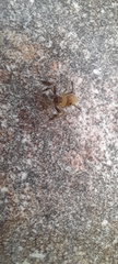 Salticidae