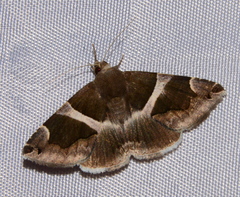 Dysgonia torrida