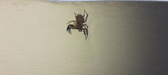Salticidae