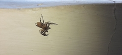 Salticidae