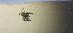Salticidae
