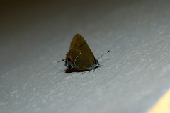 Electrostrymon angelia