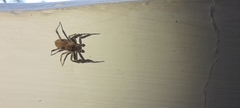 Salticidae