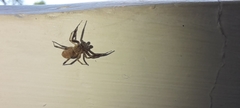 Salticidae