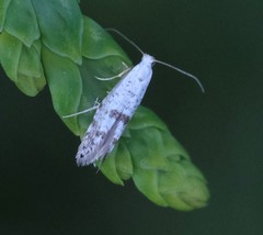 Argyresthia thuiella
