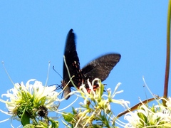 Heraclides rogeri pharnaces
