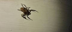 Salticidae