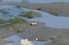 Macrophthalmus