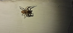 Salticidae