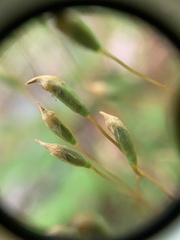 Polytrichastrum ohioense