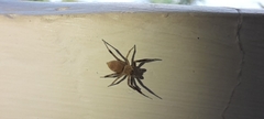Salticidae