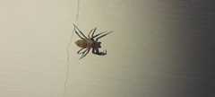 Salticidae